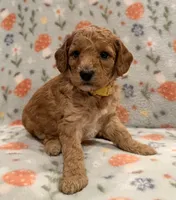 AKC Moyen 🐩 “Abbie” Girl, a female Poodle - Standard  for sale in Portland, ME – 1 of 5