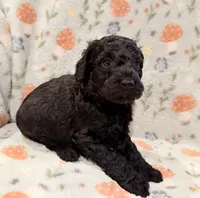 🐩 AKC Moyen Girl - “Rosie”, a female Poodle - Standard  for sale in Portland, ME – 2 of 5