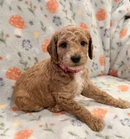 🐶 AKC Moyen “Belle” 🐶 , a female Poodle - Miniature  and Poodle - Standard  for sale in Portland, ME – 7 of 9