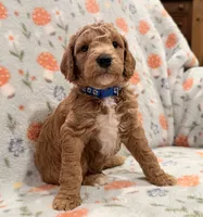 AKC Moyen Male 💙 “Jasper”, a male Poodle - Standard  for sale in Portland, ME – 1 of 6