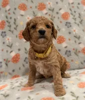 AKC Moyen 🐩 “Abbie” Girl, a female Poodle - Standard  for sale in Portland, ME – 3 of 5
