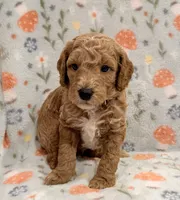 AKC Moyen Male 💙 “Jasper”, a male Poodle - Standard  for sale in Portland, ME – 3 of 6