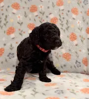 💙 AKC MOYEN- “Maxx” Male 💙, a male Poodle - Standard  for sale in Portland, ME – 2 of 5