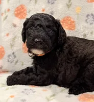 AKC MOYEN Male - “River” ❤️, a male Poodle - Standard  for sale in Portland, ME – 2 of 6