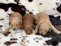 Violet’s Pink Ribbon, a female Poodle - Miniature  for sale in Readfield, ME – 5 of 8