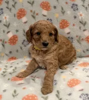 AKC Moyen 🐩 “Abbie” Girl, a female Poodle - Standard  for sale in Portland, ME – 2 of 5