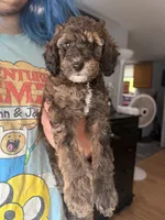 Ember 🐩 Moyen Poodle, a female Poodle - Miniature  and Poodle - Standard  for sale in Portland, ME – 6 of 6