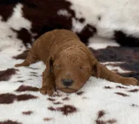 Violet’s Red Girl, a female Poodle - Miniature  for sale in Readfield, ME – 2 of 7