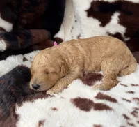 Violet’s Pink Ribbon, a female Poodle - Miniature  for sale in Readfield, ME – 3 of 8
