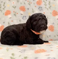 AKC MOYEN Male - “River” ❤️, a male Poodle - Standard  for sale in Portland, ME – 1 of 6