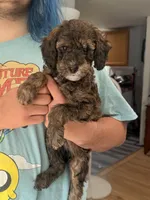 Ember 🐩 Moyen Poodle, a female Poodle - Miniature  and Poodle - Standard  for sale in Portland, ME – 2 of 6
