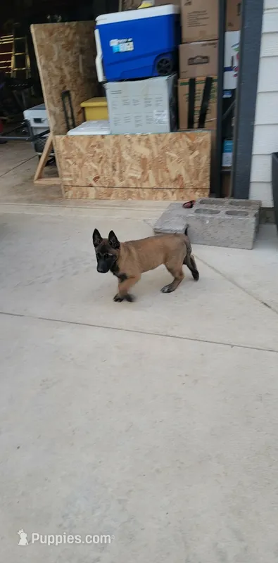 Belgian malinois  litter – Belgian Malinois puppy for sale in Sweet Home, OR