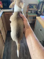 Female 2 , a female Chihuahua for sale in Cainsville, MO – 4 of 7