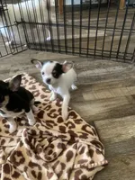 Teacup chihuahua , a female Chihuahua for sale in Cainsville, MO – Photo 3 of 9