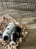 Teacup chihuahua , a female Chihuahua for sale in Cainsville, MO – Photo 4 of 9