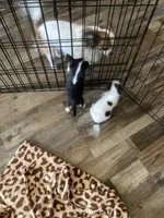 Teacup chihuahua , a female Chihuahua for sale in Cainsville, MO – Photo 9 of 9