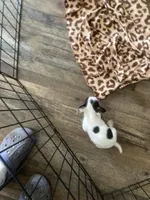 Teacup chihuahua , a female Chihuahua for sale in Cainsville, MO – Photo 5 of 9