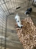 Teacup chihuahua , a female Chihuahua for sale in Cainsville, MO – Photo 6 of 9