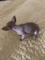 Applehead Chihuahua Female., a female Chihuahua for sale in Cainsville, MO – 3 of 7