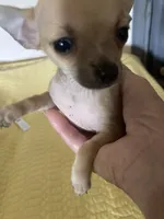 Applehead Chihuahua Female., a female Chihuahua for sale in Cainsville, MO – 2 of 7