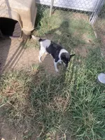 Rat terrier male 2, a male Rat Terrier for sale in Cainsville, MO – 8 of 9