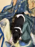 Rat terrier male 2, a male Rat Terrier for sale in Cainsville, MO – 3 of 9