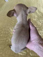 Applehead Chihuahua Female., a female Chihuahua for sale in Cainsville, MO – 5 of 7