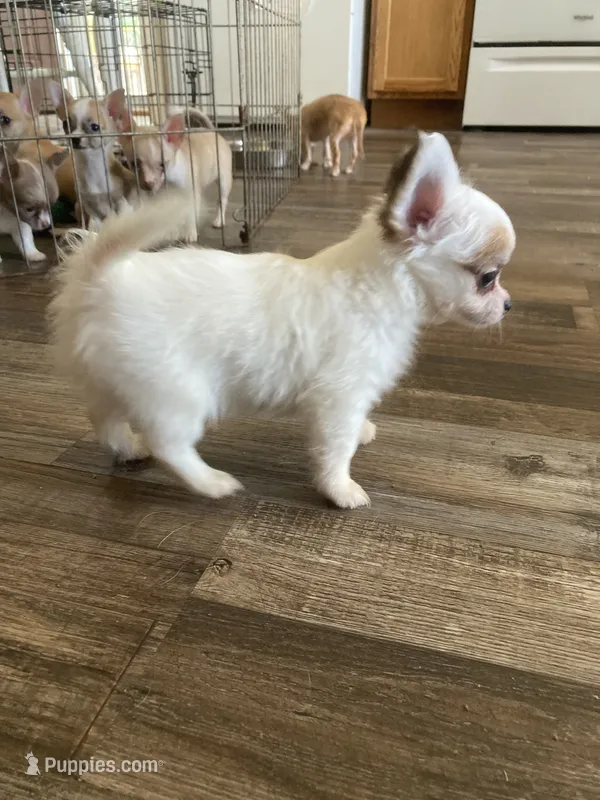 Longhair male – Chihuahua puppy for sale in Cainsville, MO