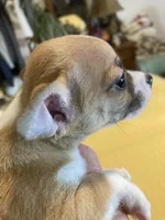 Tiny teacup male, a male Chihuahua for sale in Cainsville, MO – 3 of 4