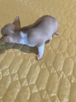 Chihuahua Male, a male Chihuahua for sale in Cainsville, MO – 8 of 9