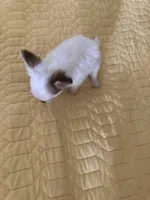 Longhair male, a male Chihuahua for sale in Cainsville, MO – 5 of 5