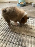 Tippy, a male Pomeranian for sale in Cainsville, MO – Photo 5 of 9