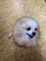 Tippy, a male Pomeranian for sale in Cainsville, MO – Photo 9 of 9