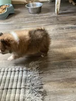 Tippy, a male Pomeranian for sale in Cainsville, MO – Photo 4 of 9