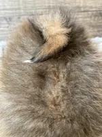 Tippy, a male Pomeranian for sale in Cainsville, MO – Photo 2 of 9