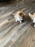 Tippy, a male Pomeranian for sale in Cainsville, MO – Photo 6 of 9