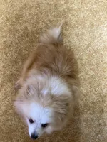 Tippy, a male Pomeranian for sale in Cainsville, MO – Photo 7 of 9