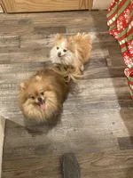 Tippy, a male Pomeranian for sale in Cainsville, MO – Photo 8 of 9