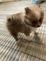 Tippy, a male Pomeranian for sale in Cainsville, MO – Photo 3 of 9