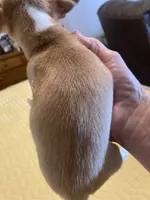 Tiny teacup male, a male Chihuahua for sale in Cainsville, MO – 4 of 4