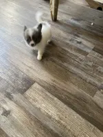 Longhair Applehead Chihuahua , a male Chihuahua for sale in Cainsville, MO – 5 of 7