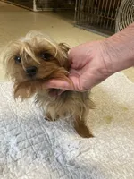 Eddie, a male Yorkshire Terrier for sale in Cainsville, MO – Photo 3 of 7