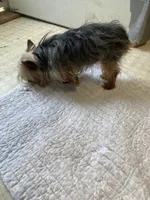 Eddie, a male Yorkshire Terrier for sale in Cainsville, MO – Photo 6 of 7