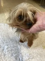 Eddie, a male Yorkshire Terrier for sale in Cainsville, MO – Photo 1 of 7