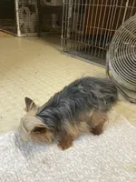 Eddie, a male Yorkshire Terrier for sale in Cainsville, MO – Photo 7 of 7