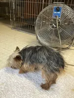 Eddie, a male Yorkshire Terrier for sale in Cainsville, MO – Photo 4 of 7