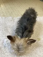 Eddie, a male Yorkshire Terrier for sale in Cainsville, MO – Photo 5 of 7