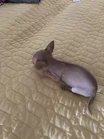 Applehead Chihuahua Female., a female Chihuahua for sale in Cainsville, MO – 4 of 7
