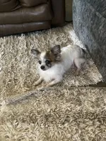 Longhair Applehead Chihuahua , a male Chihuahua for sale in Cainsville, MO – 7 of 7