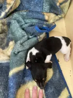 Rat terrier male, a male Rat Terrier for sale in Cainsville, MO – 2 of 6